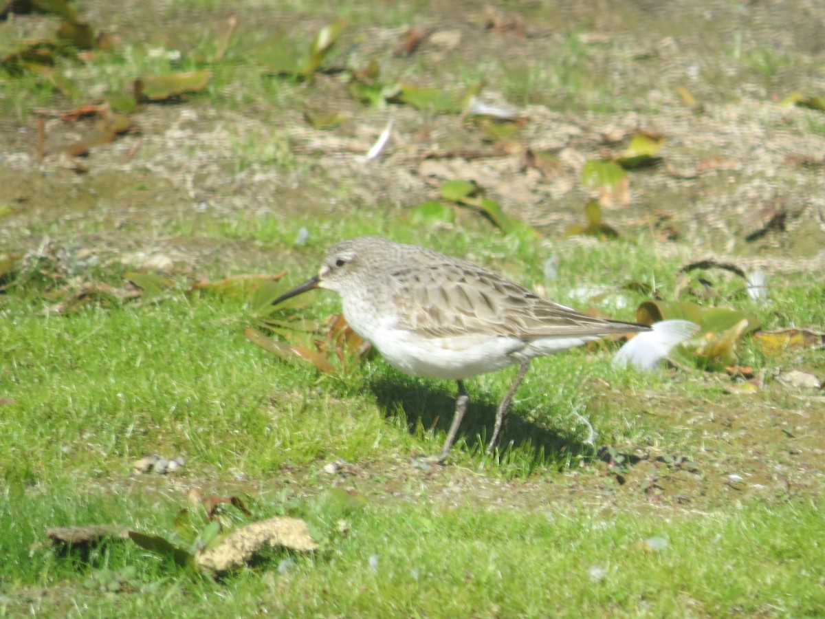 White-rumped Sandpiper - ML641143823