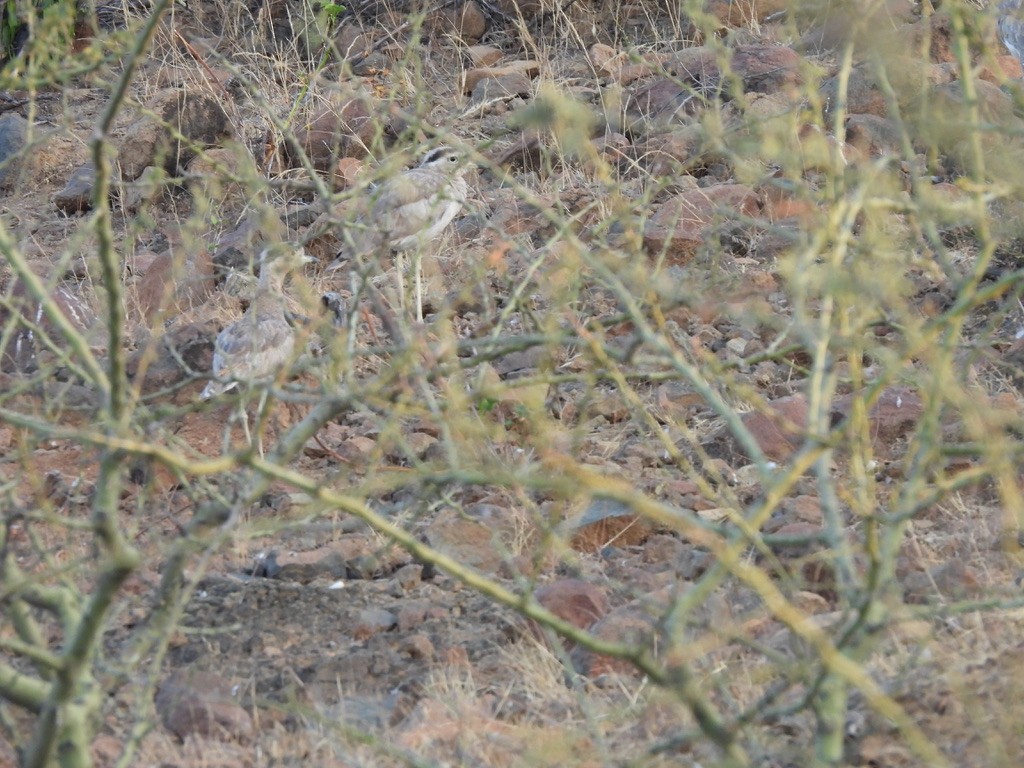 Peruvian Thick-knee - ML641143824