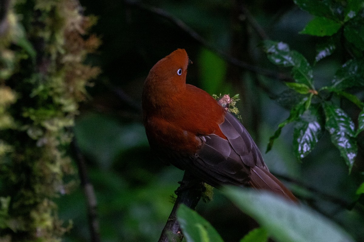 Andean Cock-of-the-rock - ML641143827
