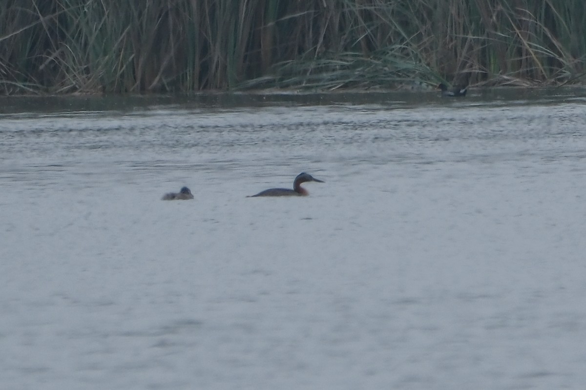 Great Grebe - ML641143829