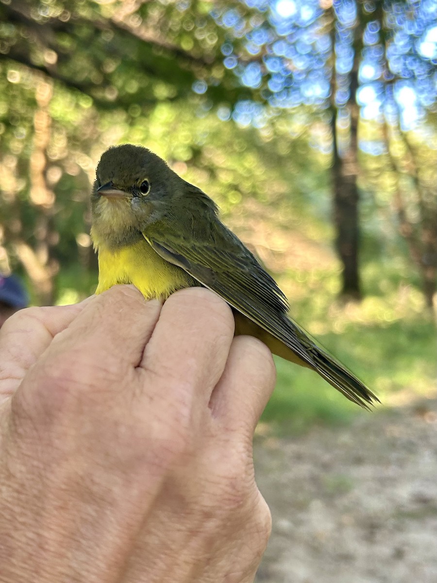 Mourning Warbler - ML641143839
