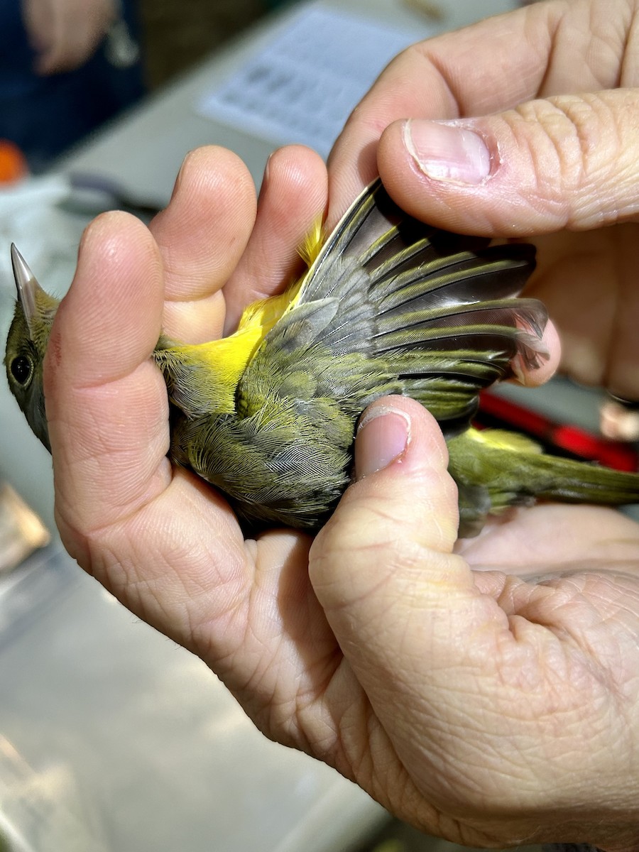 Mourning Warbler - ML641143840