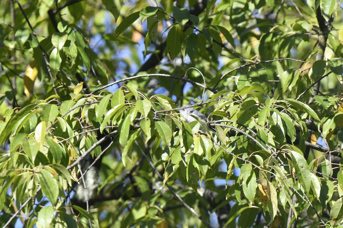 Blue-gray Gnatcatcher - ML641143844