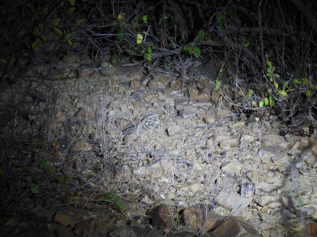 Tschudi's Nightjar - ML641143848