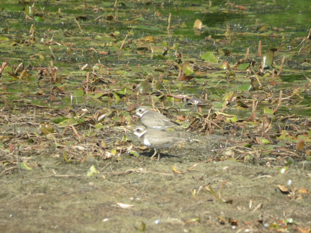 Semipalmated Plover - ML641143850