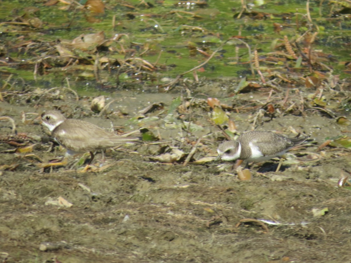 Semipalmated Plover - ML641143855