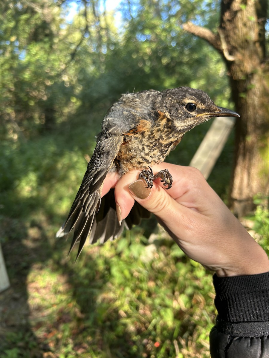 American Robin - ML641143856