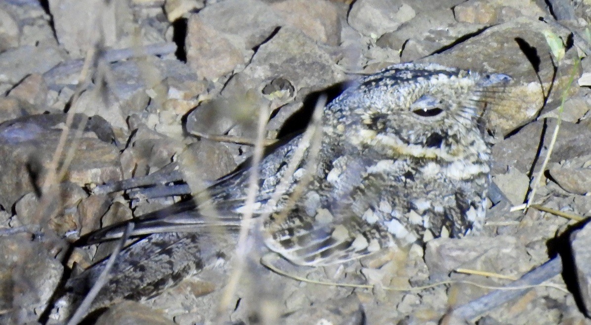 Tschudi's Nightjar - ML641143858