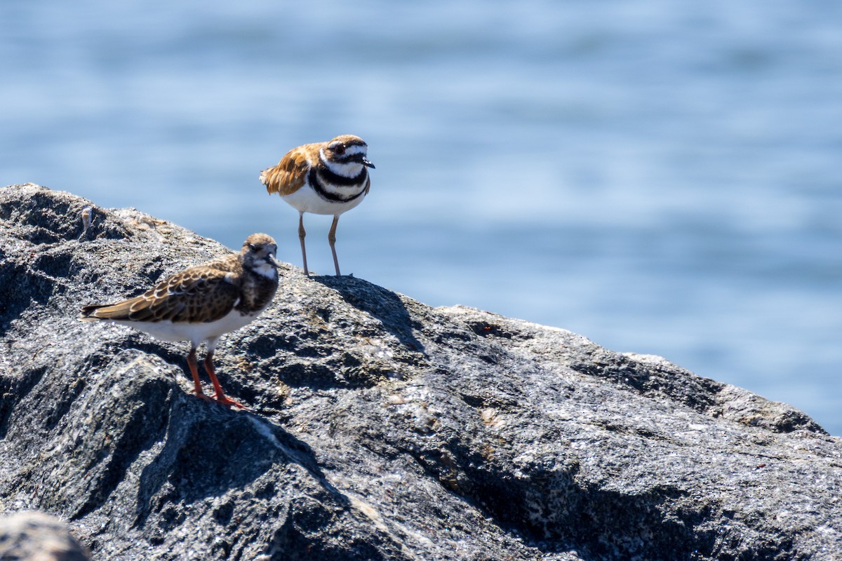 Killdeer - ML641143860
