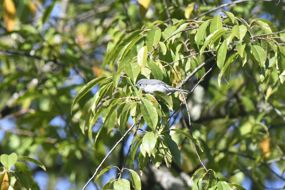 Blue-gray Gnatcatcher - ML641143863