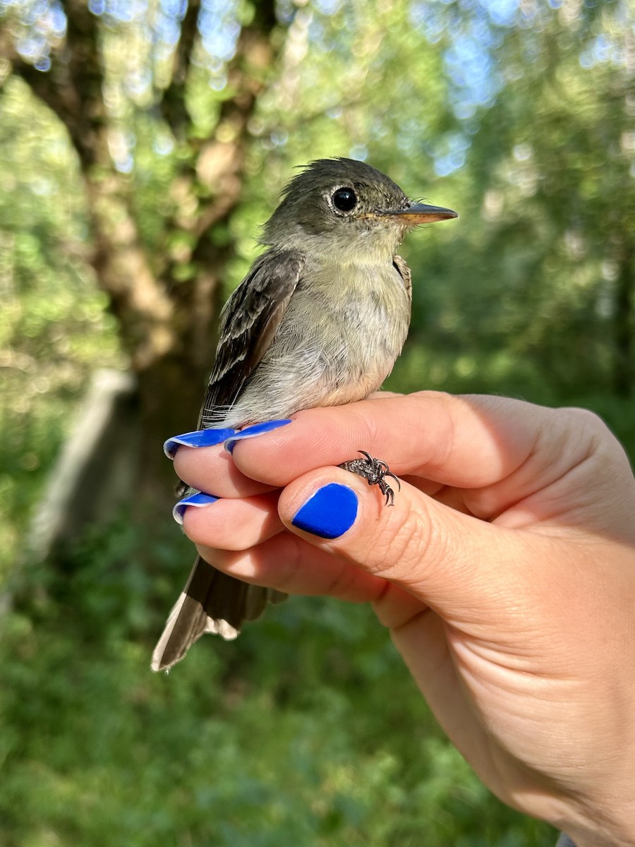 Eastern Wood-Pewee - ML641143871
