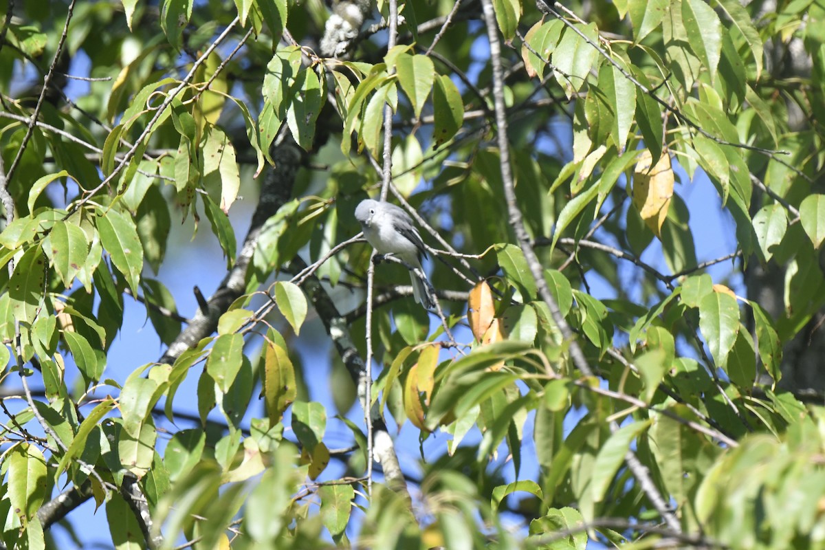 Blue-gray Gnatcatcher - ML641143873