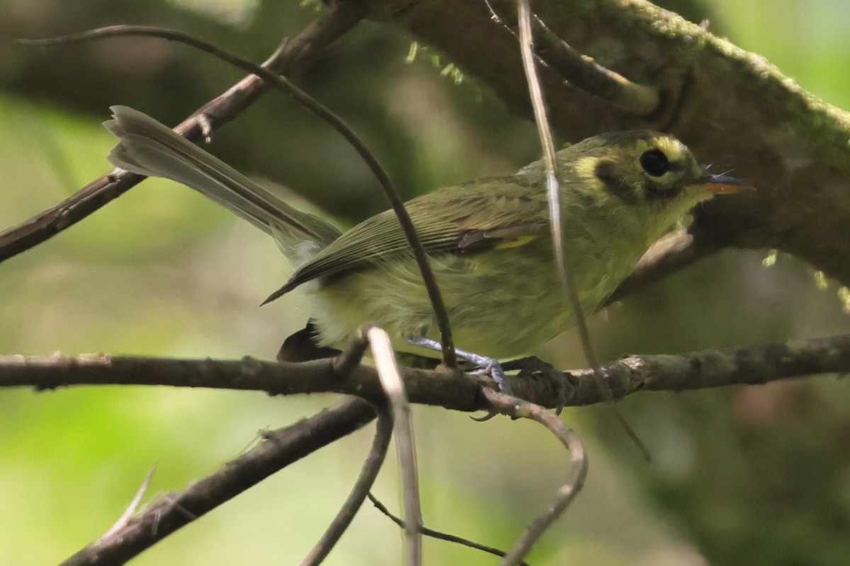Oustalet's Tyrannulet - ML641143890