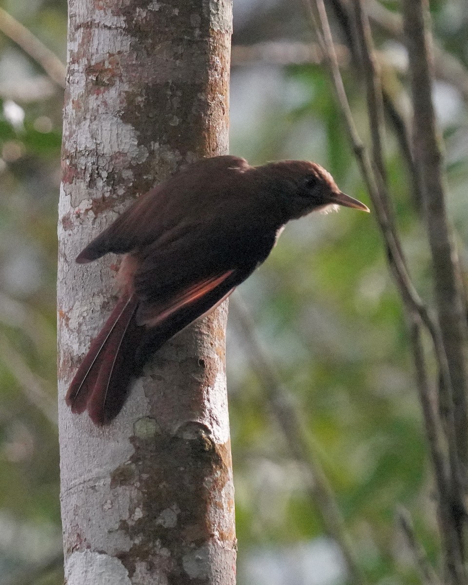 Plain-winged Woodcreeper - ML641143915