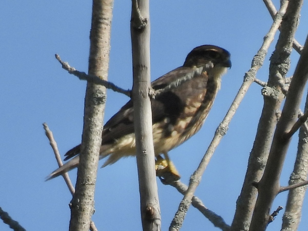 Merlin - ML641143922