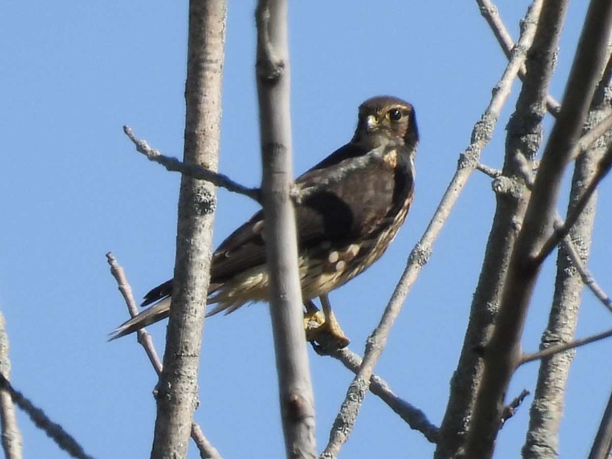 Merlin - ML641143923