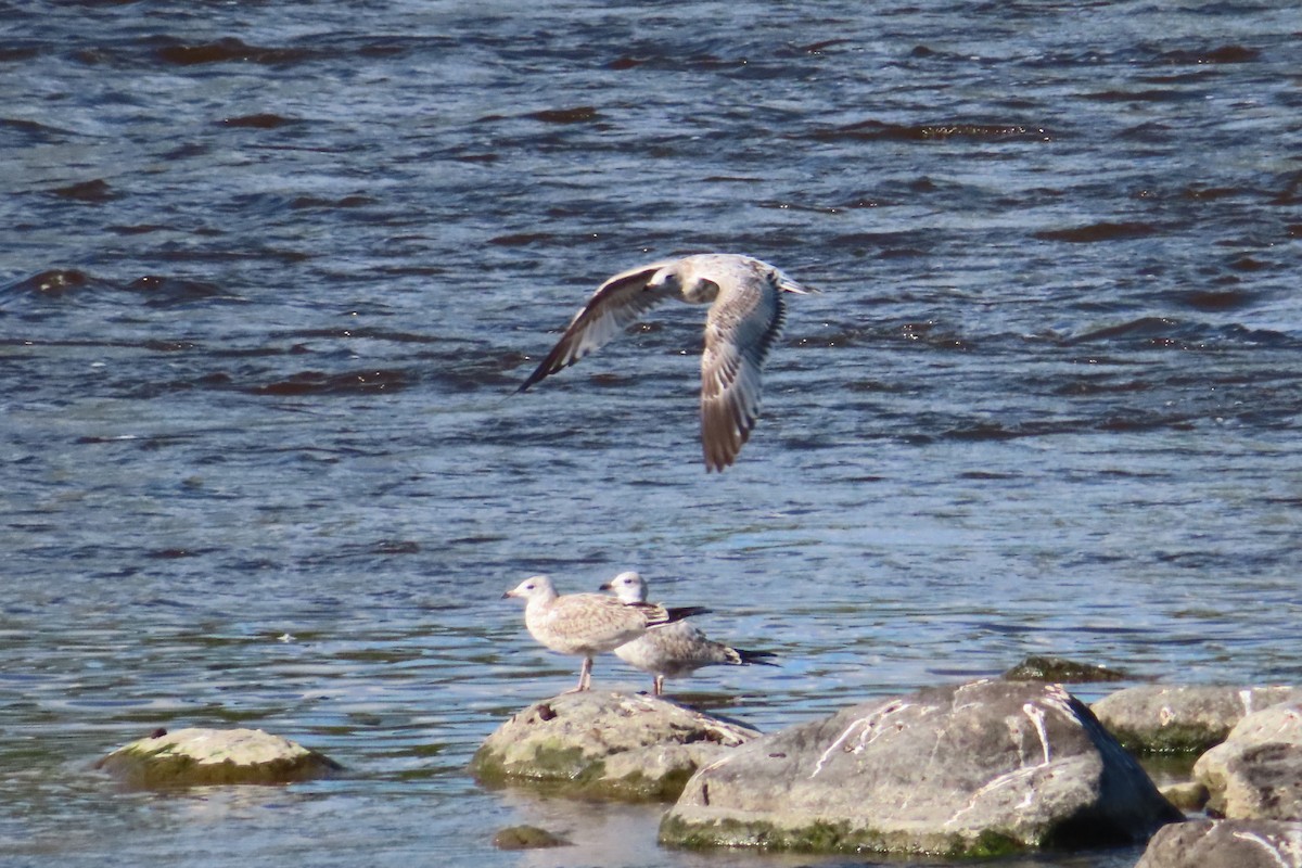 Ring-billed Gull - ML641143932
