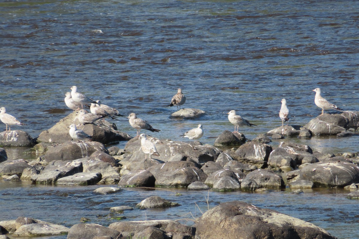 Ring-billed Gull - ML641143933