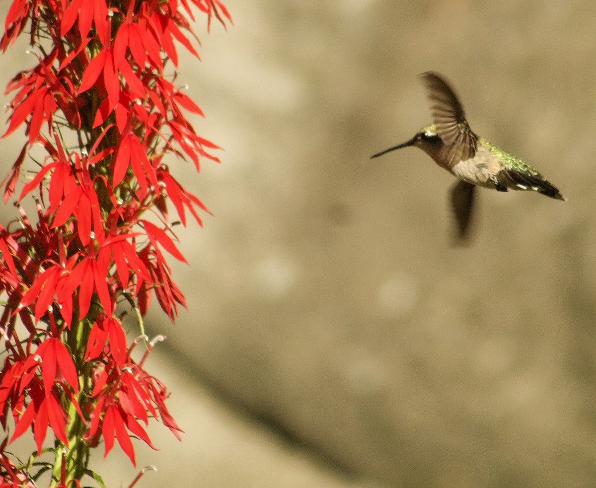 Colibri à gorge rubis - ML641143942