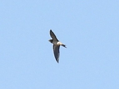 Barn Swallow - ML641143960