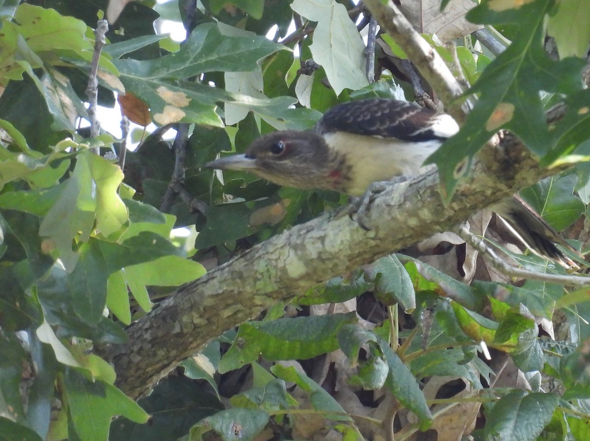 Red-headed Woodpecker - ML641143963