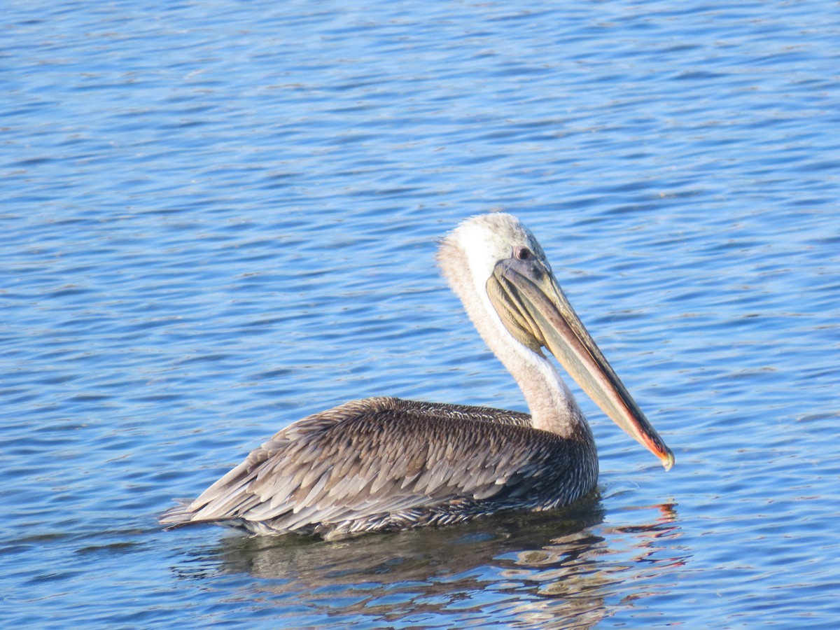 Brown Pelican - ML641143973