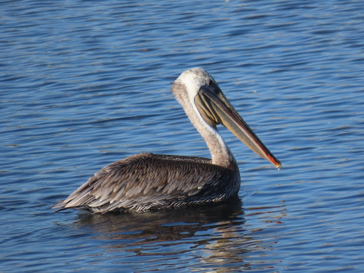 Brown Pelican - ML641143978