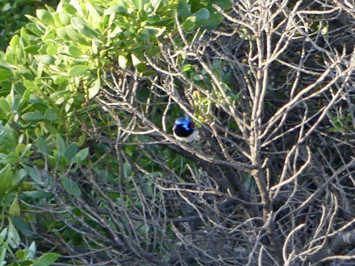 Purple-backed Fairywren - ML641144004