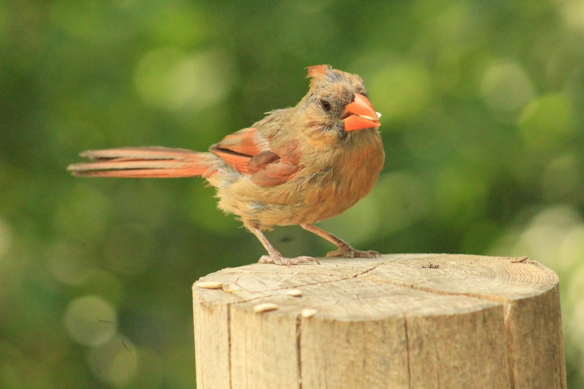 Cardinal rouge - ML641144007