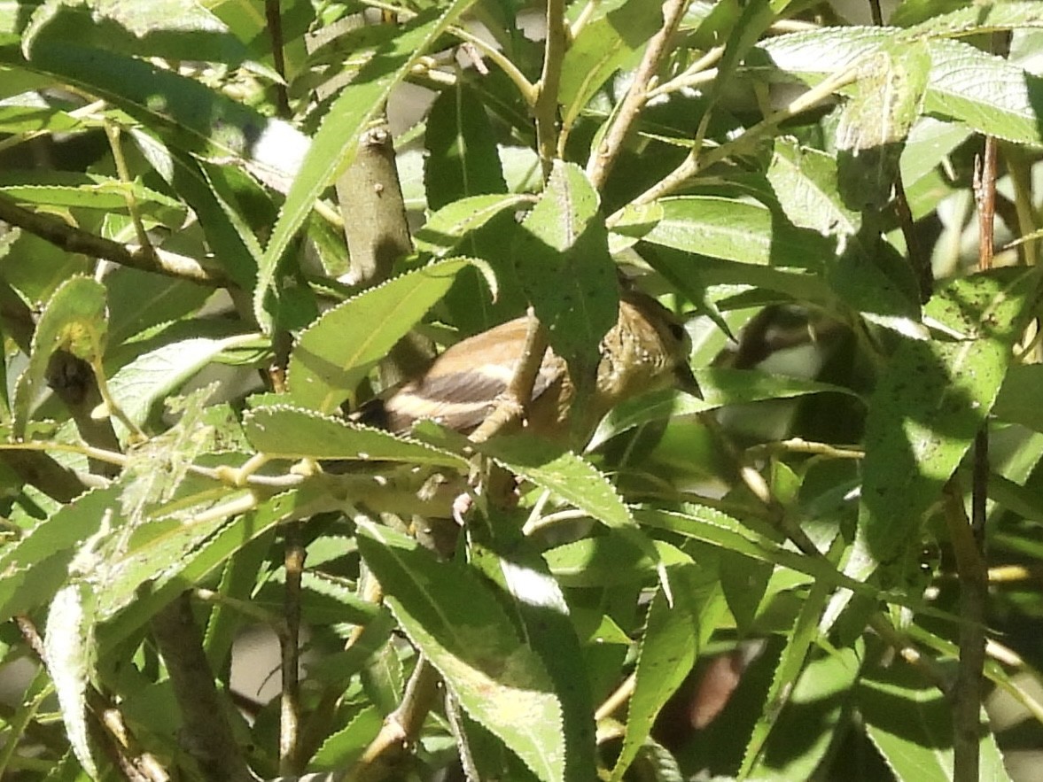 American Goldfinch - ML641144008
