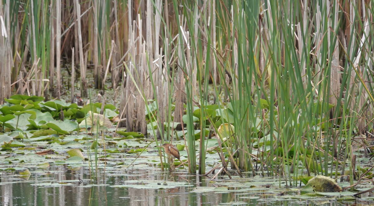 Least Bittern - ML641144014