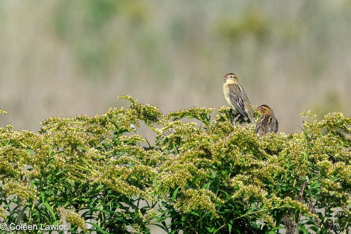 Bobolink - ML641144019