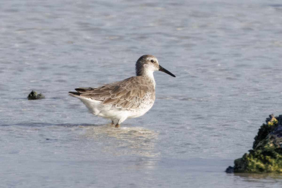 Red Knot - ML641144029