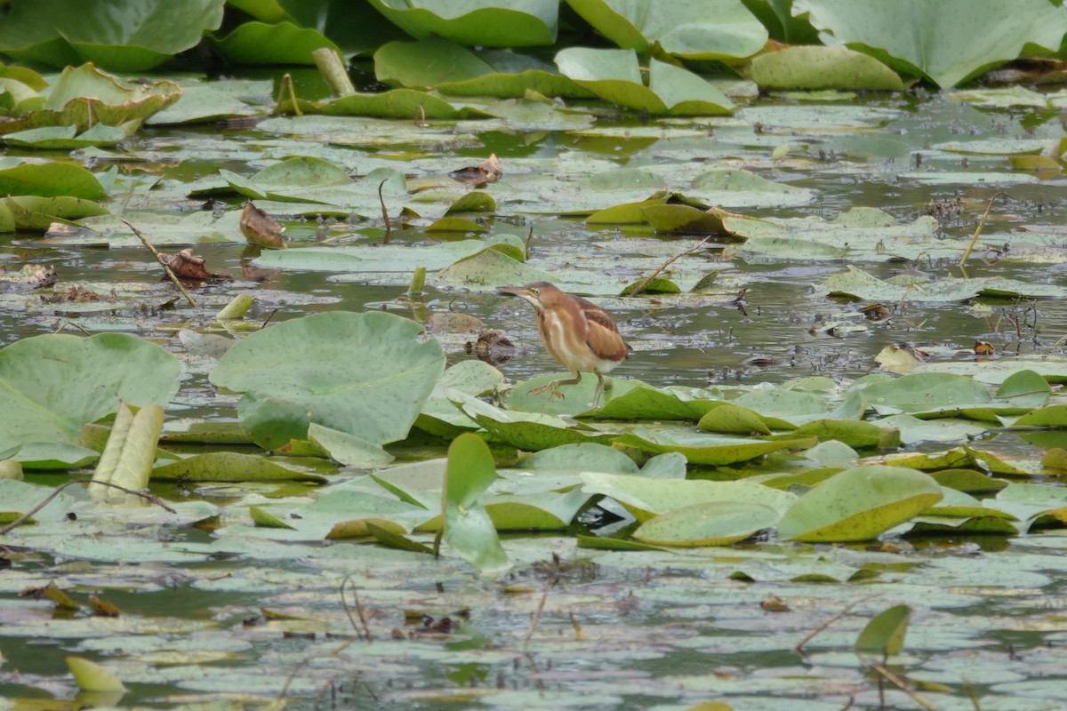 Least Bittern - ML641144032