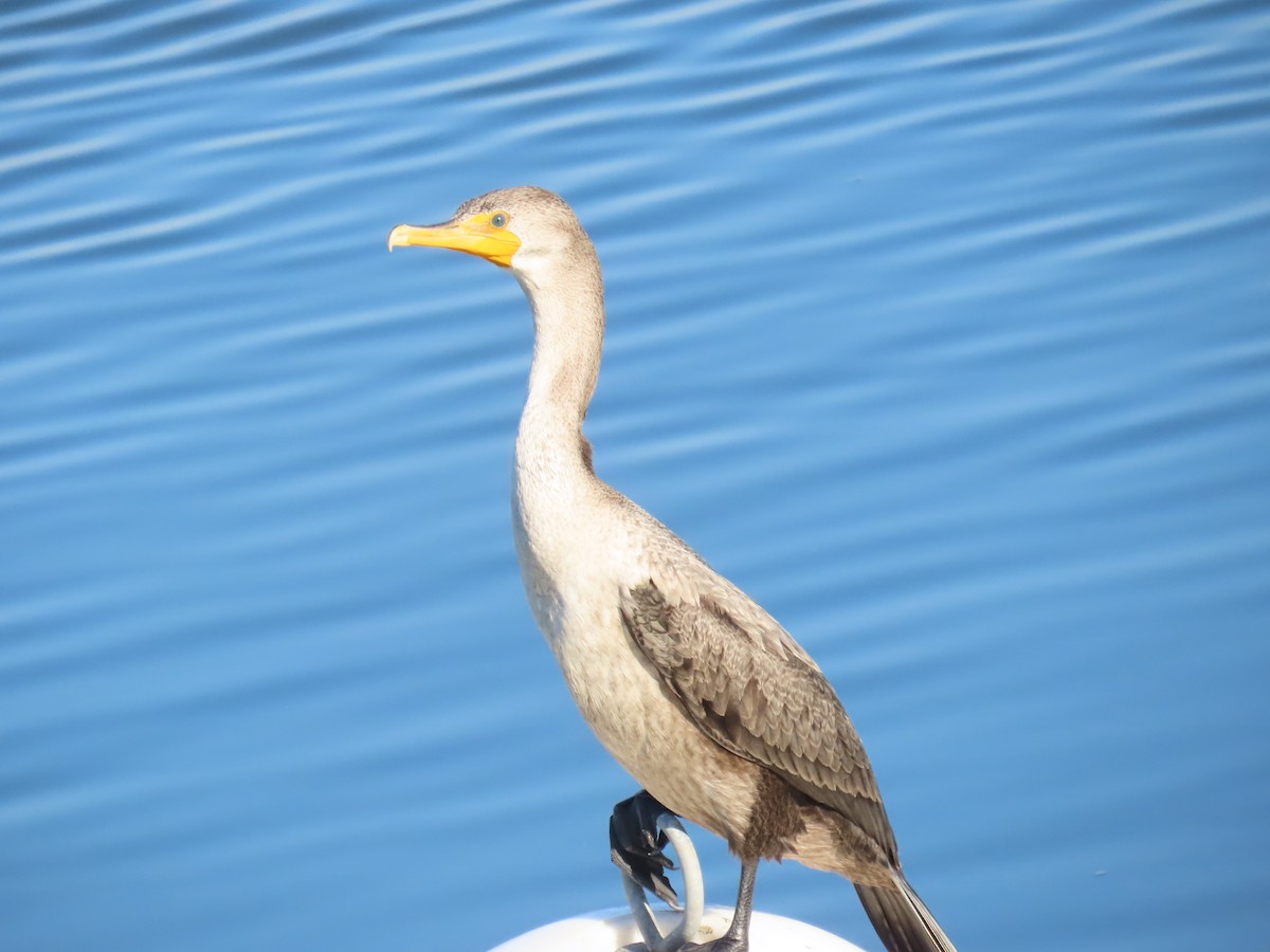 Double-crested Cormorant - ML641144035