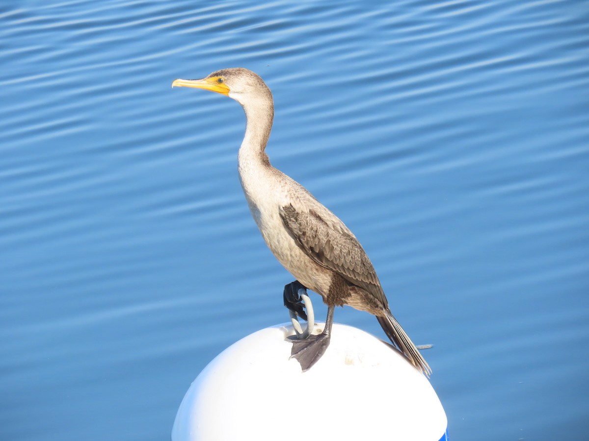 Double-crested Cormorant - ML641144046