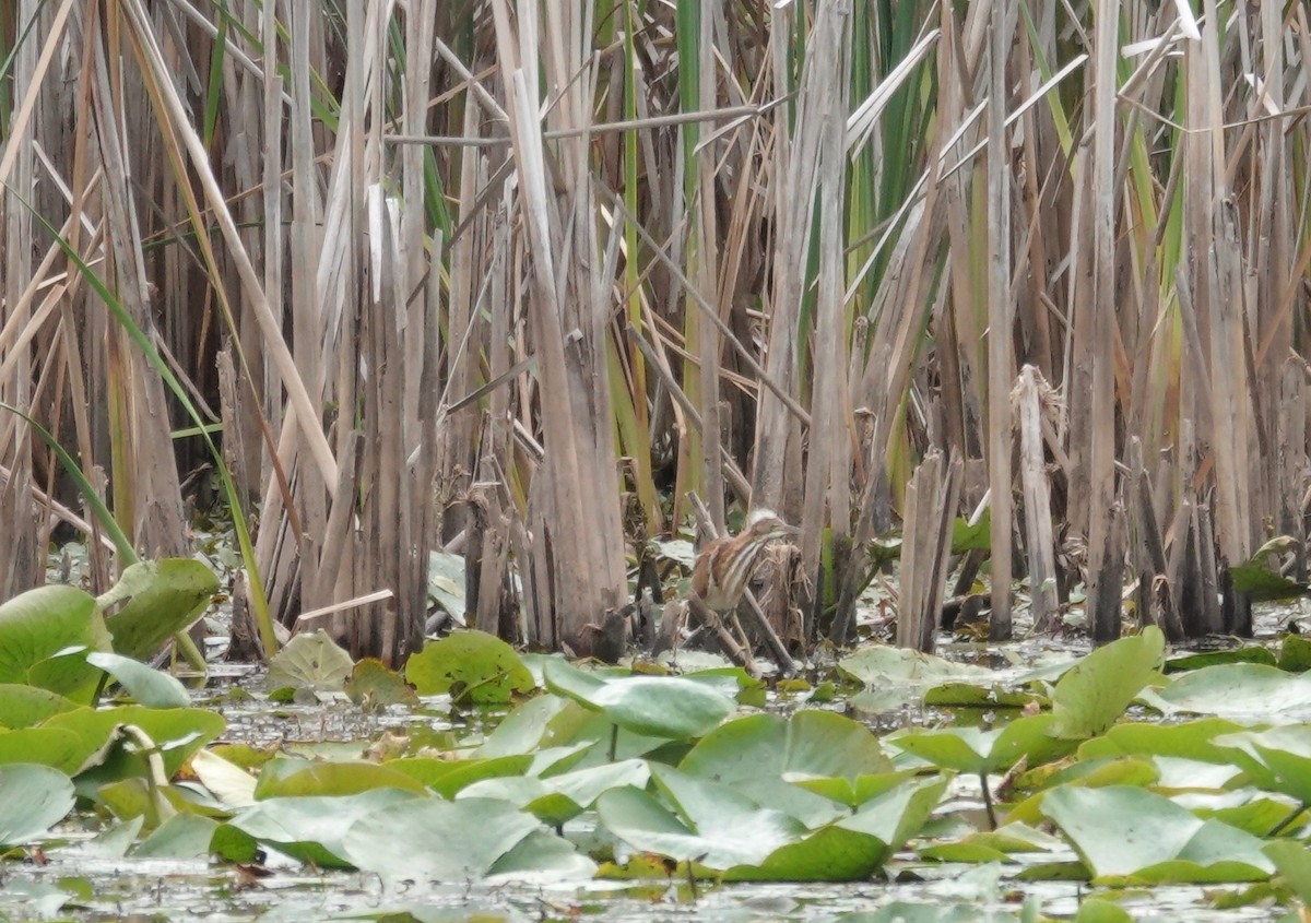 Least Bittern - ML641144048