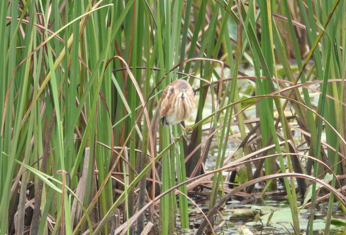 Least Bittern - ML641144063