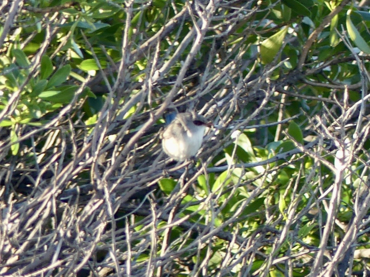 Purple-backed Fairywren - ML641144065