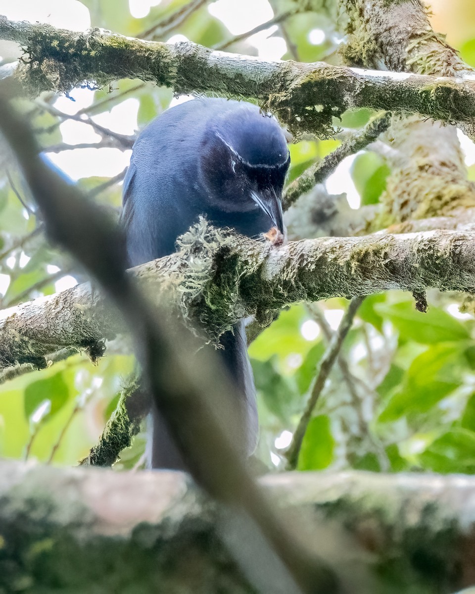 mayaskrike - ML641144069