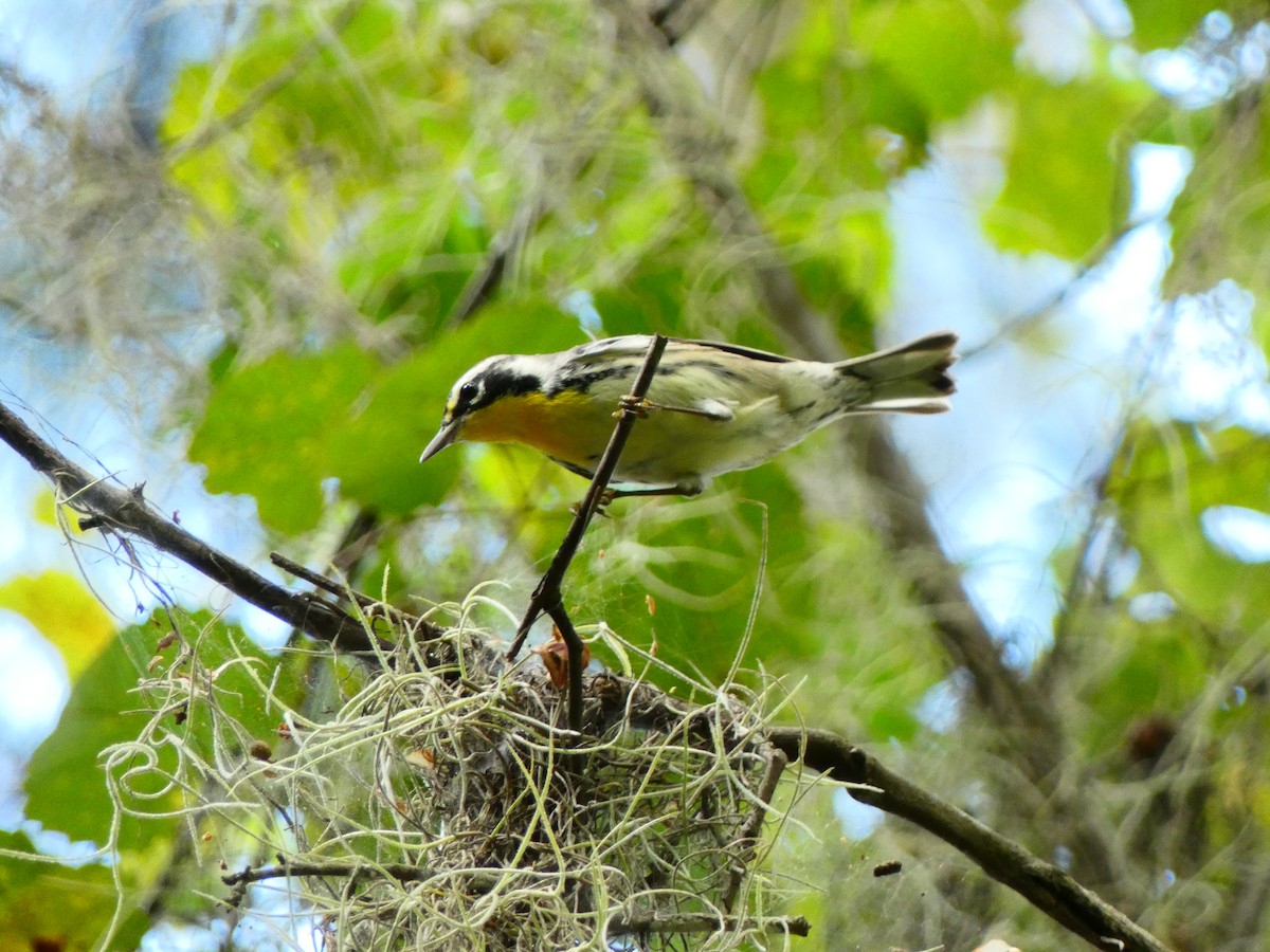 gulstrupeparula (dominica/stoddardi) - ML641144083