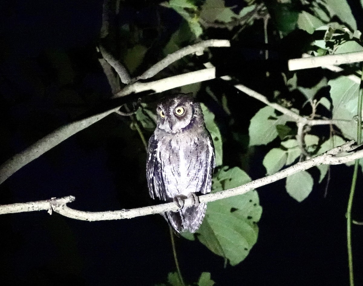Moluccan Scops-Owl (Moluccan) - ML641144102