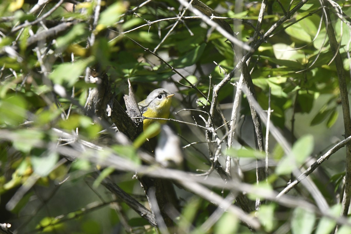 Magnolia Warbler - ML641144127
