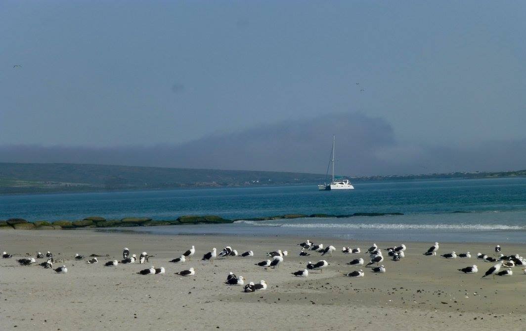 Kelp Gull - ML641144146