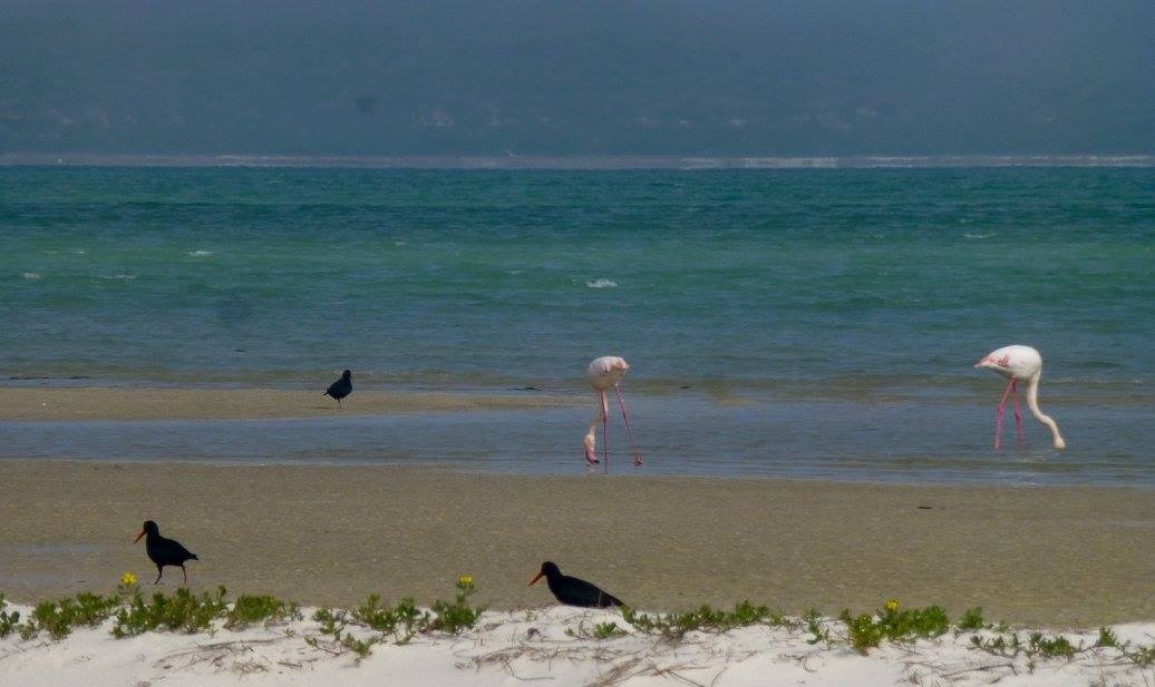 African Oystercatcher - ML641144161