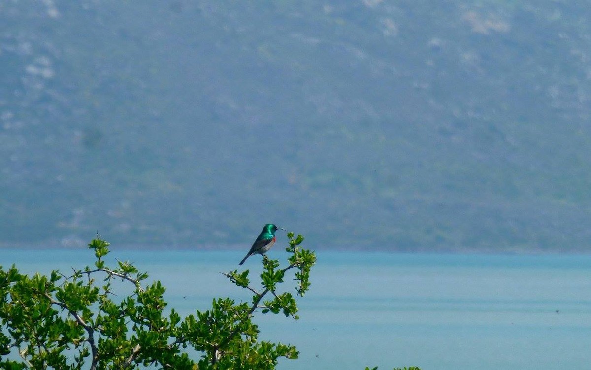 Southern Double-collared Sunbird - ML641144190