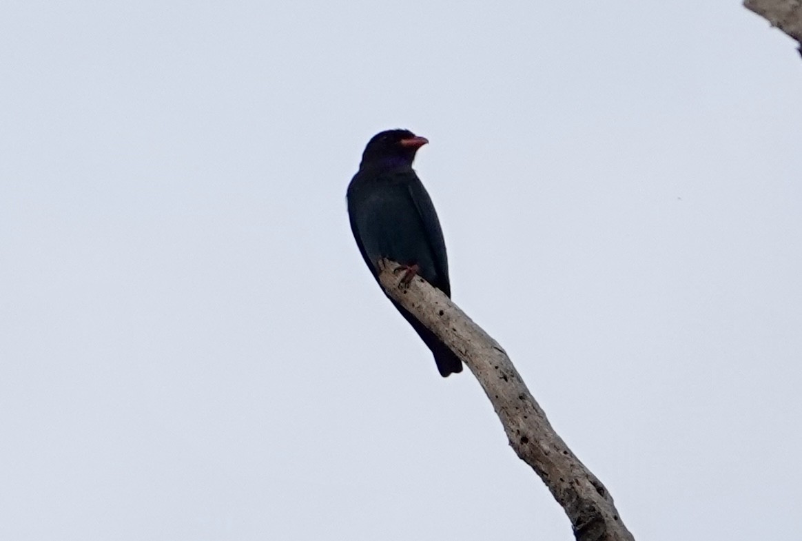 Dollarbird - ML641144191