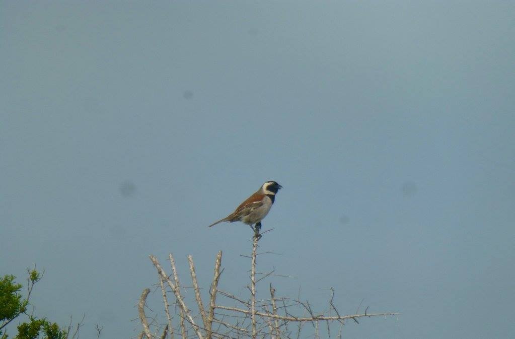 Cape Sparrow - ML641144203