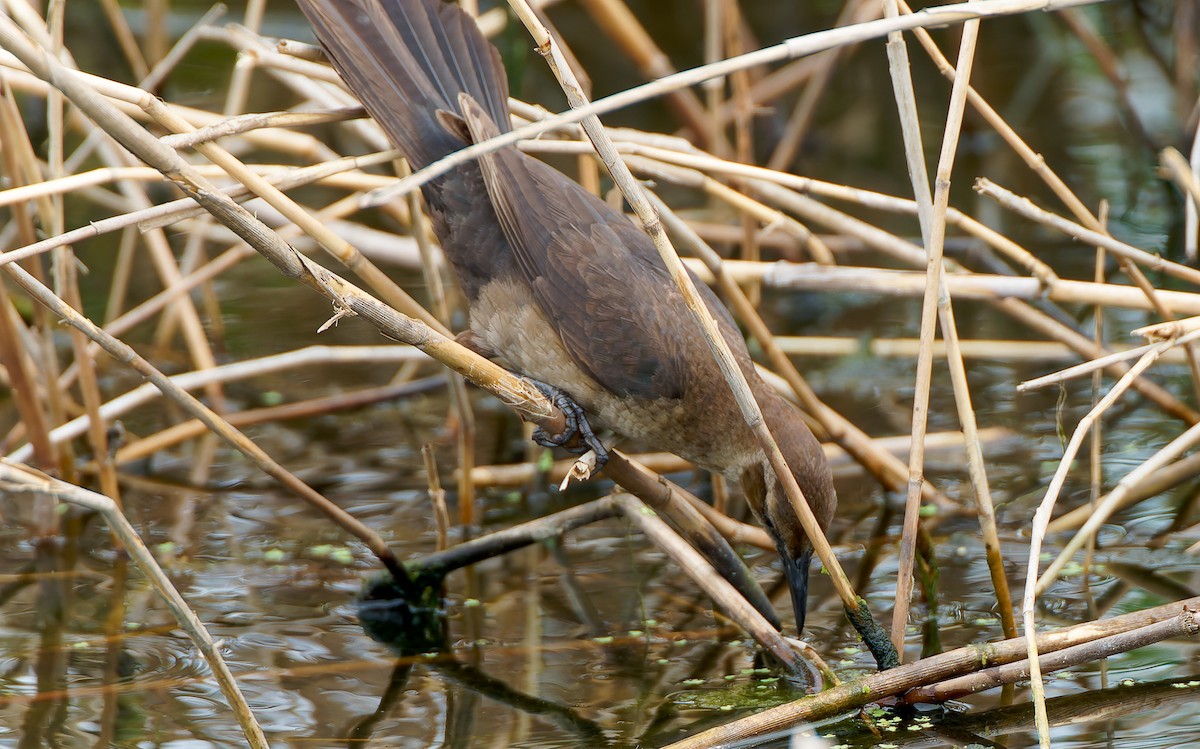 Boat-tailed Grackle - ML641144221