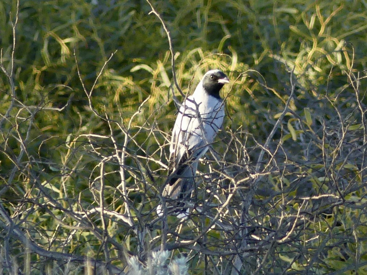 Black-faced Cuckooshrike - ML641144240